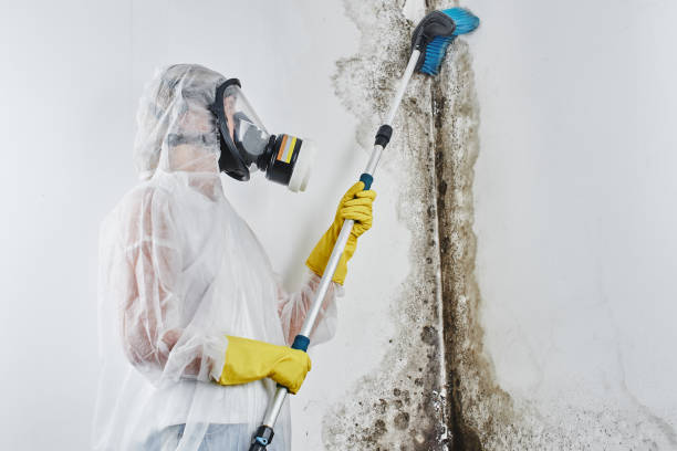 Best Black Mold Removal  in Norwich, NY