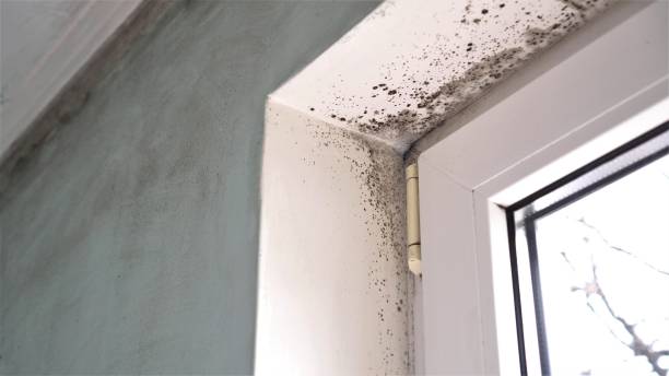 Best Mold Remediation  in Norwich, NY