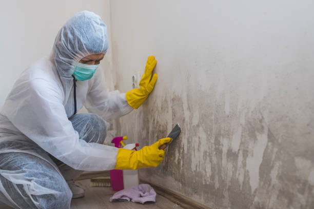 Best Residential Mold Removal  in Norwich, NY