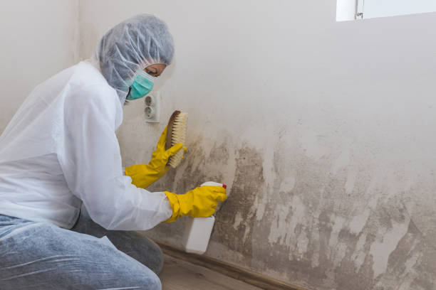 Best Mold Inspection  in Norwich, NY