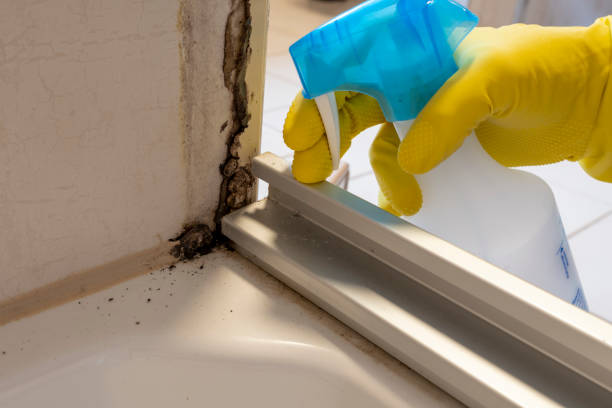 Best Local Mold Removal Service  in Norwich, NY