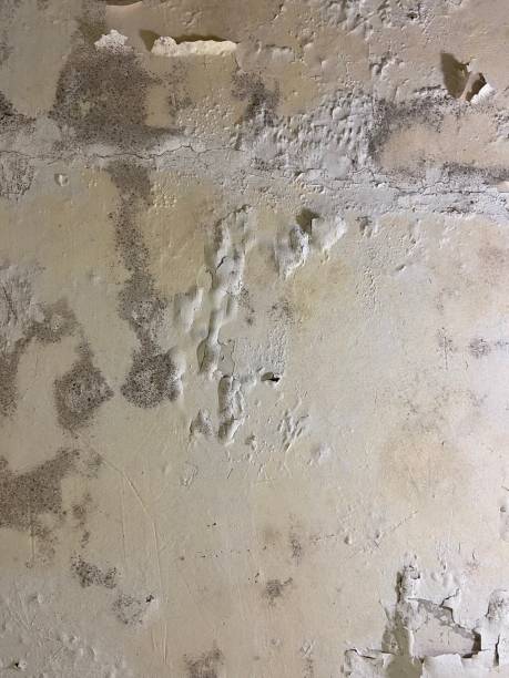 Best Mold Removal Specialists  in Norwich, NY