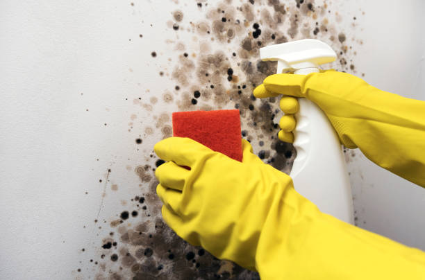 Best Mold Testing and Removal  in Norwich, NY