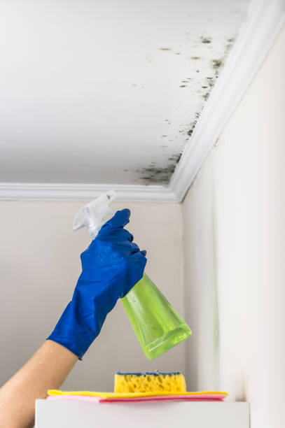 Mold Removal and Inspection in Norwich, NY