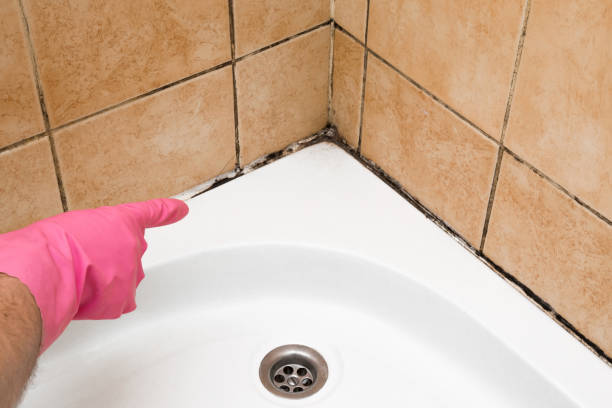 Office Mold Removal Services in Norwich, NY